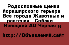 Родословные щенки йоркширского терьера - Все города Животные и растения » Собаки   . Ненецкий АО,Черная д.